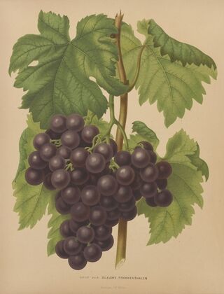 Nederlandsche flora en pomona Pl.50 (1879)