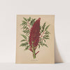 Nederlandsche flora en pomona Pl.52 (1879) by Abraham Jacobus Wendel