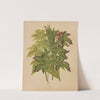 Nederlandsche flora en pomona Pl.53 (1879) by Abraham Jacobus Wendel