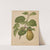 Nederlandsche flora en pomona Pl.55 (1879) by Abraham Jacobus Wendel