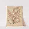 Nederlandsche flora en pomona Pl.56 (1879) by Abraham Jacobus Wendel