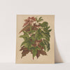 Nederlandsche flora en pomona Pl.58 (1879) by Abraham Jacobus Wendel