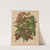 Nederlandsche flora en pomona Pl.58 (1879) by Abraham Jacobus Wendel
