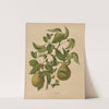 Nederlandsche flora en pomona Pl.59 (1879) by Abraham Jacobus Wendel
