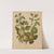 Nederlandsche flora en pomona Pl.63 (1879) by Abraham Jacobus Wendel
