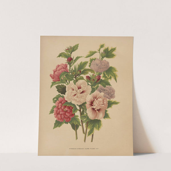 Nederlandsche flora en pomona Pl.66 (1879) by Abraham Jacobus Wendel