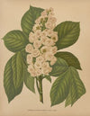Nederlandsche flora en pomona Pl.70 (1879)