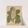 Nederlandsche flora en pomona Pl.70 (1879) by Abraham Jacobus Wendel