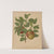 Nederlandsche flora en pomona Pl.75 (1879) by Abraham Jacobus Wendel