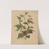 Nederlandsche flora en pomona Pl.76 (1879) by Abraham Jacobus Wendel