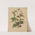 Nederlandsche flora en pomona Pl.76 (1879) by Abraham Jacobus Wendel