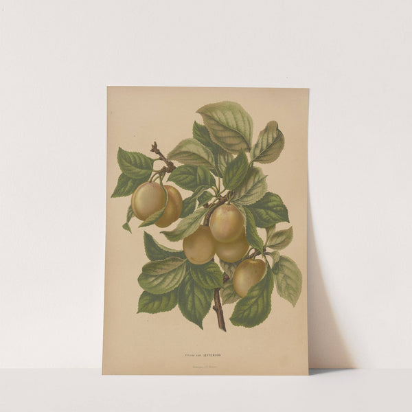 Nederlandsche flora en pomona Pl.77 (1879) by Abraham Jacobus Wendel