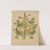 Nederlandsche flora en pomona Pl.78 (1879) by Abraham Jacobus Wendel