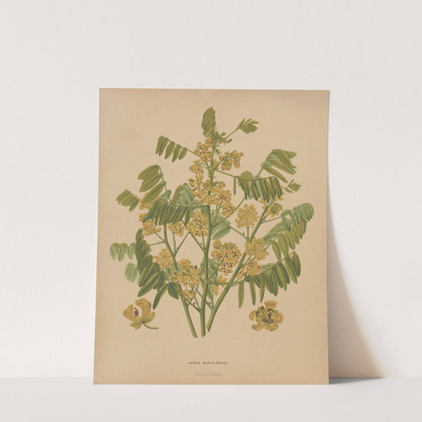 Nederlandsche flora en pomona Pl.78 (1879) by Abraham Jacobus Wendel