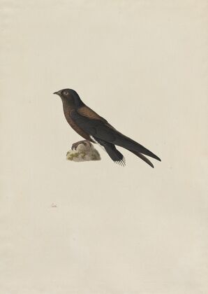 Needle-Tailed Swift (Hirundapus caudaculus) (1800s)