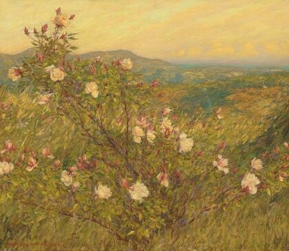 Neglected roses, Provence