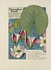 Nenuphar blanc