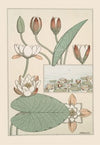 Nénuphar