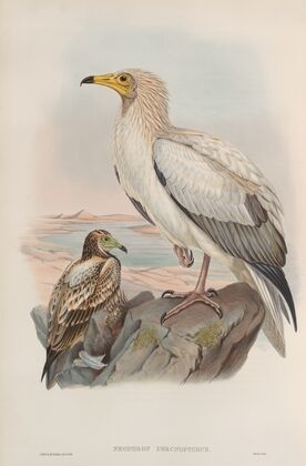 Neophron percnopterus. Egyptian Vulture. (1862-1873)