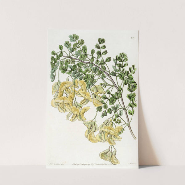 Nepal Bladder-senna by Sydenham Edwards
