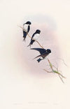 Nepal Martin-Swallow