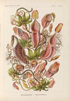 Nepenthaceae. – Kannenpflanzen