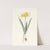Nerine Aurea. by Priscilla Susan Bury