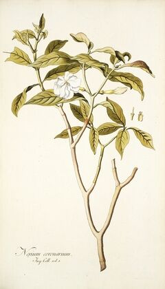 Nerium coronarium