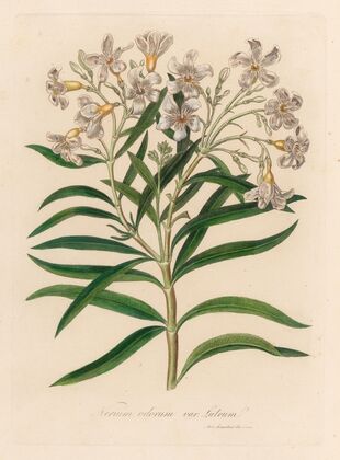 Nerium odorum var. lutuem (1818-1824)