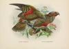 Nestor notabilis and Nestor meridionalis