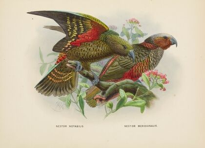 Nestor notabilis and Nestor meridionalis