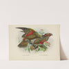 Nestor notabilis and Nestor meridionalis by John Gerrard Keulemans