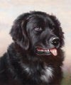 Neufundländer