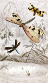 Nèvroptères Pl. V