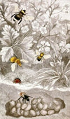 Nèvroptères Pl. VI