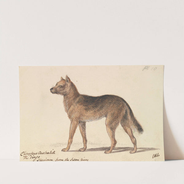 New Holland Dingo (1837) by Charles Hamilton Smith