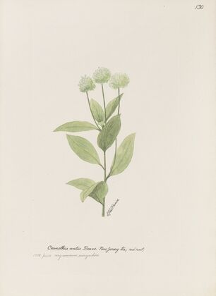 New Jersey tea, red root