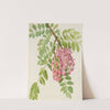 New Mexican Locust (Robinia neomexicana) (1938) by Mary Vaux Walcott