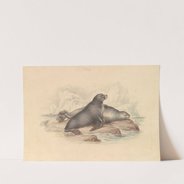 New Zealand Fur Seal or Southern Fur Seal by James Stewart