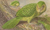 New Zealand Owl-Parrot