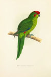 New Zealand Parrakeet (1884-1887)