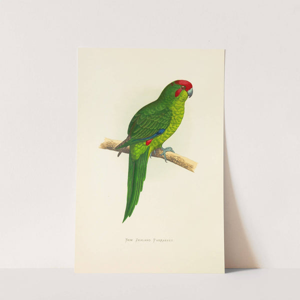 New Zealand Parrakeet (1884-1887) by Alexander Francis Lydon