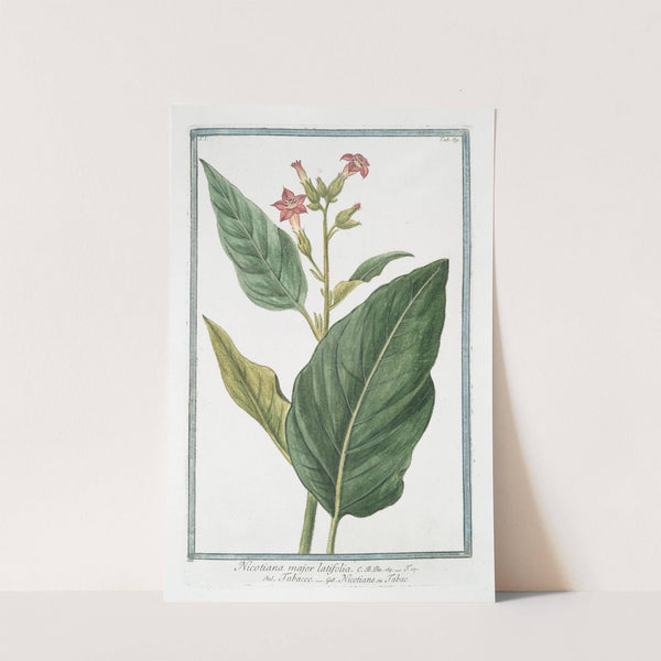 Nicotiana major latifolia - Tabacco - Nicotiane ou Tabac. (Tobacco) by Giorgio Bonelli