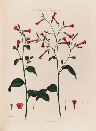 Nicotiana, Tobacco (1799–1810)