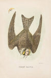Night Hawk (1851)