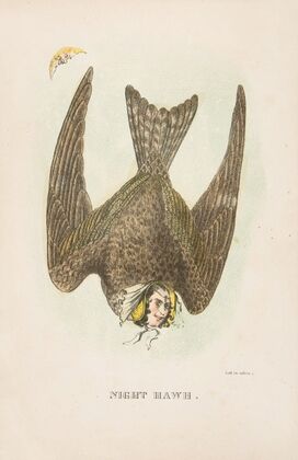 Night Hawk (1851)