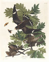 Night hawk