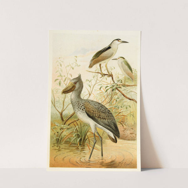 Night-Heron and Boatbill (1893-1896) by Pierre Jacques Smit