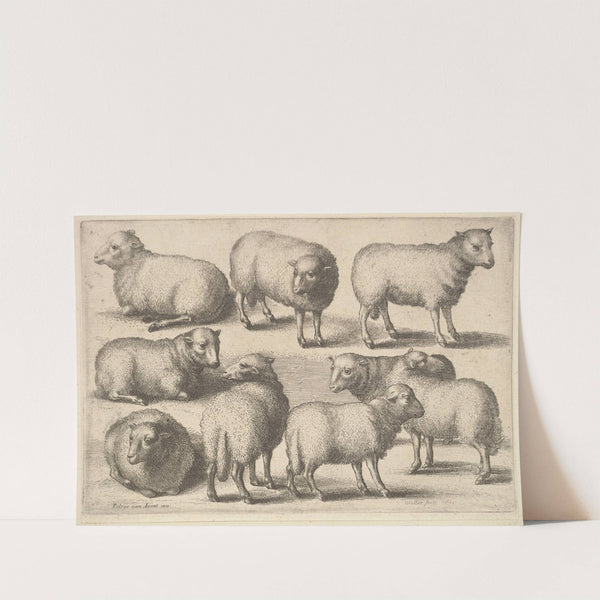 Nine sheep (1647) by Wenceslaus Hollar