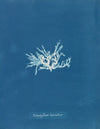 Nitophyllum laceratum